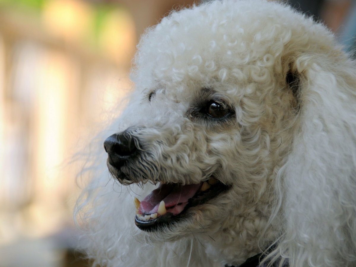 Карликовый пудель