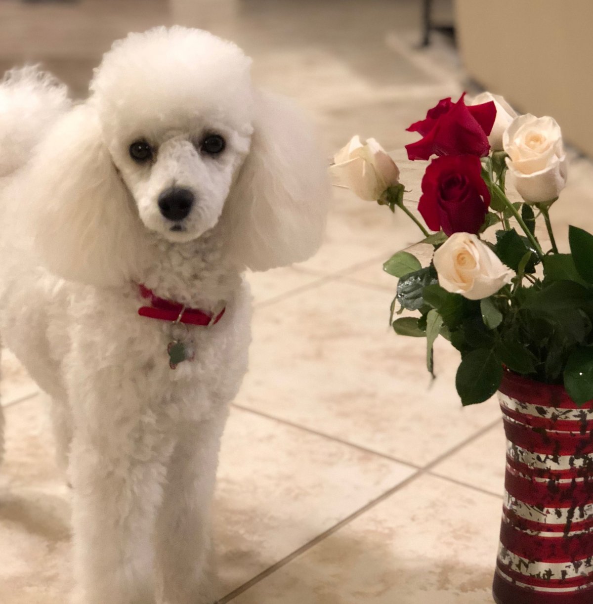 Королевский пудель мини