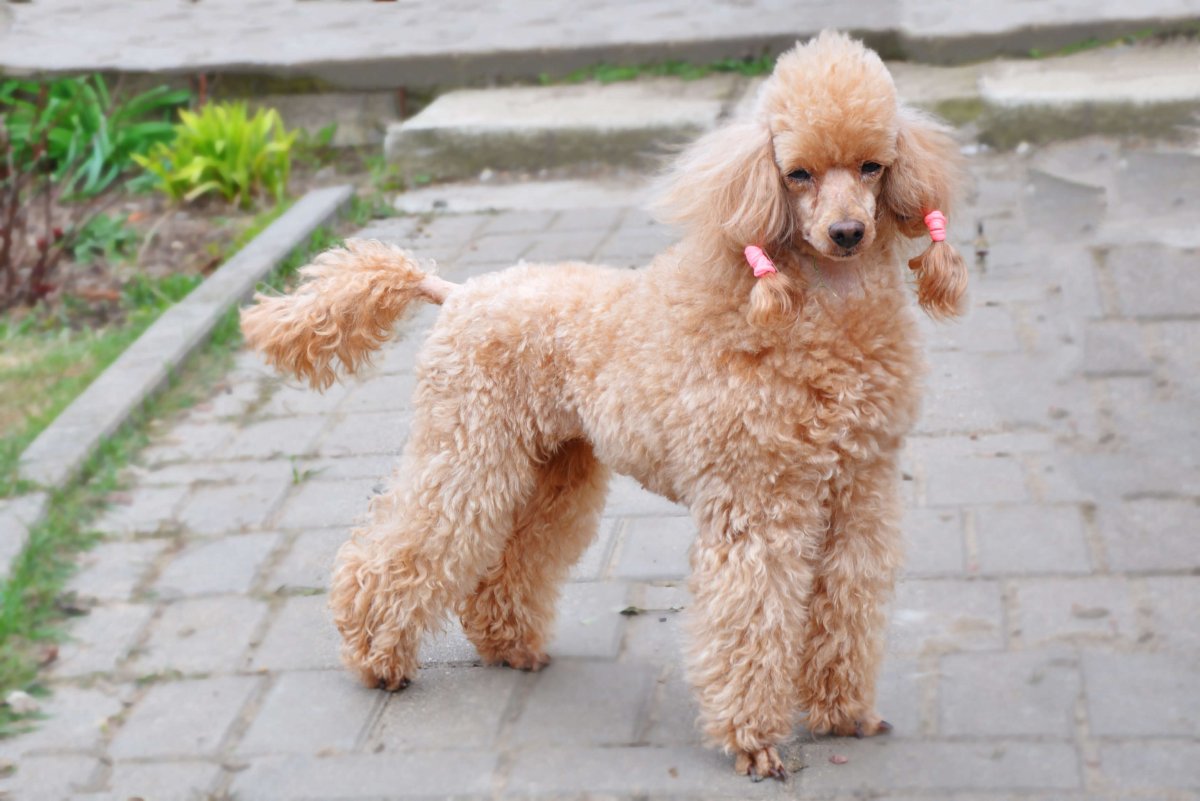 Королевский пудель черный