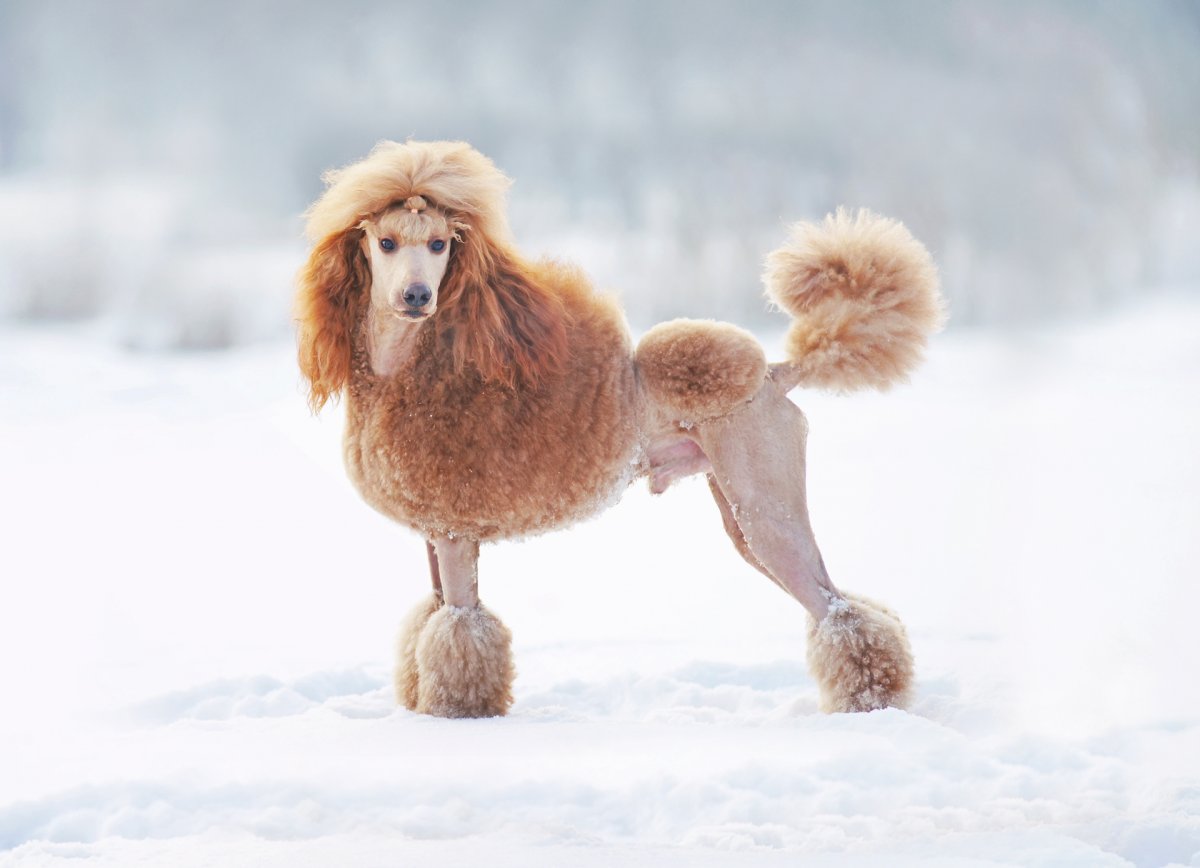 Карликовый Королевский пудель