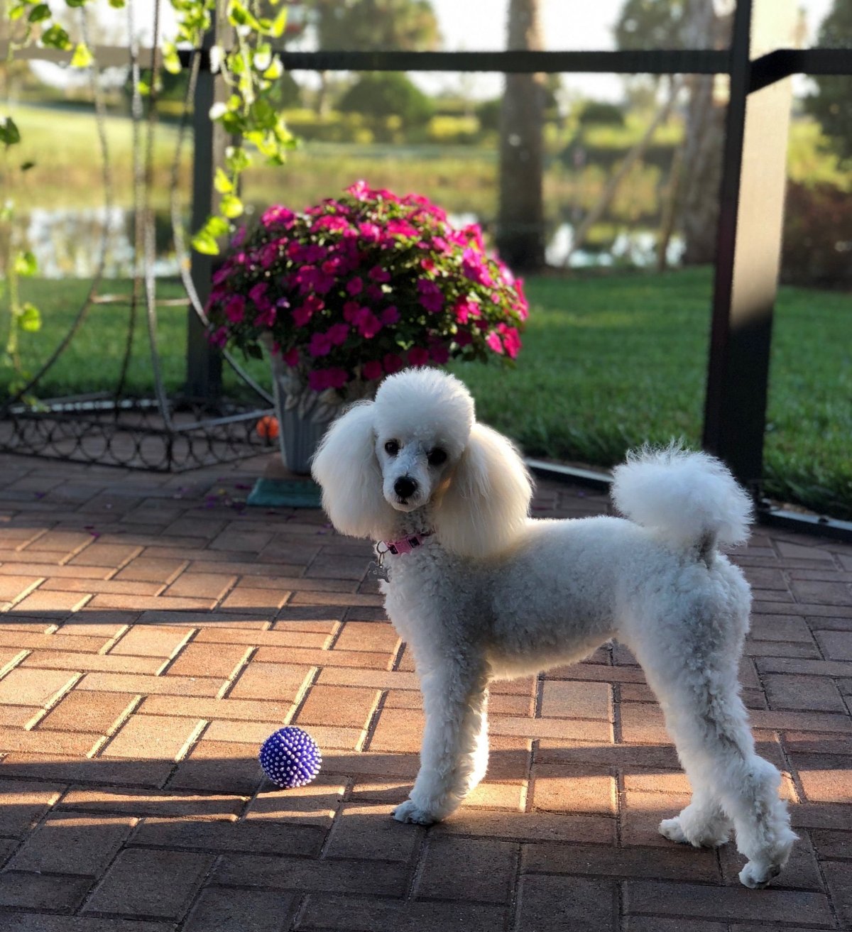 Королевский пудель рыжий