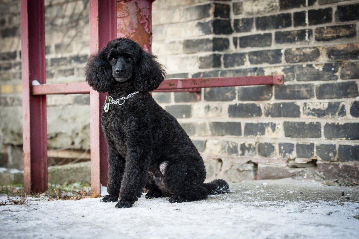 Белый пудель