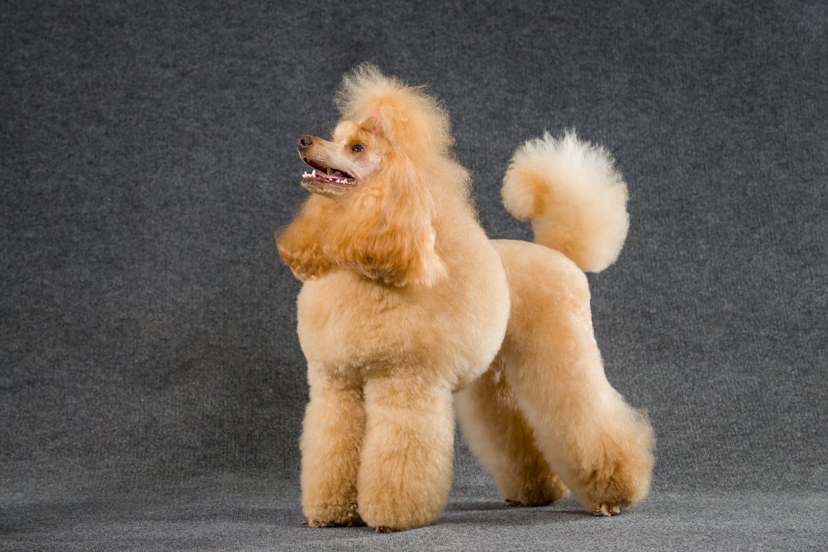 Породы собак пудель