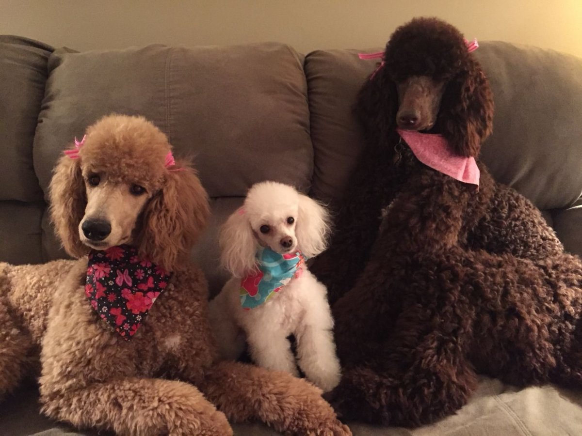 Французский пудель карликовый