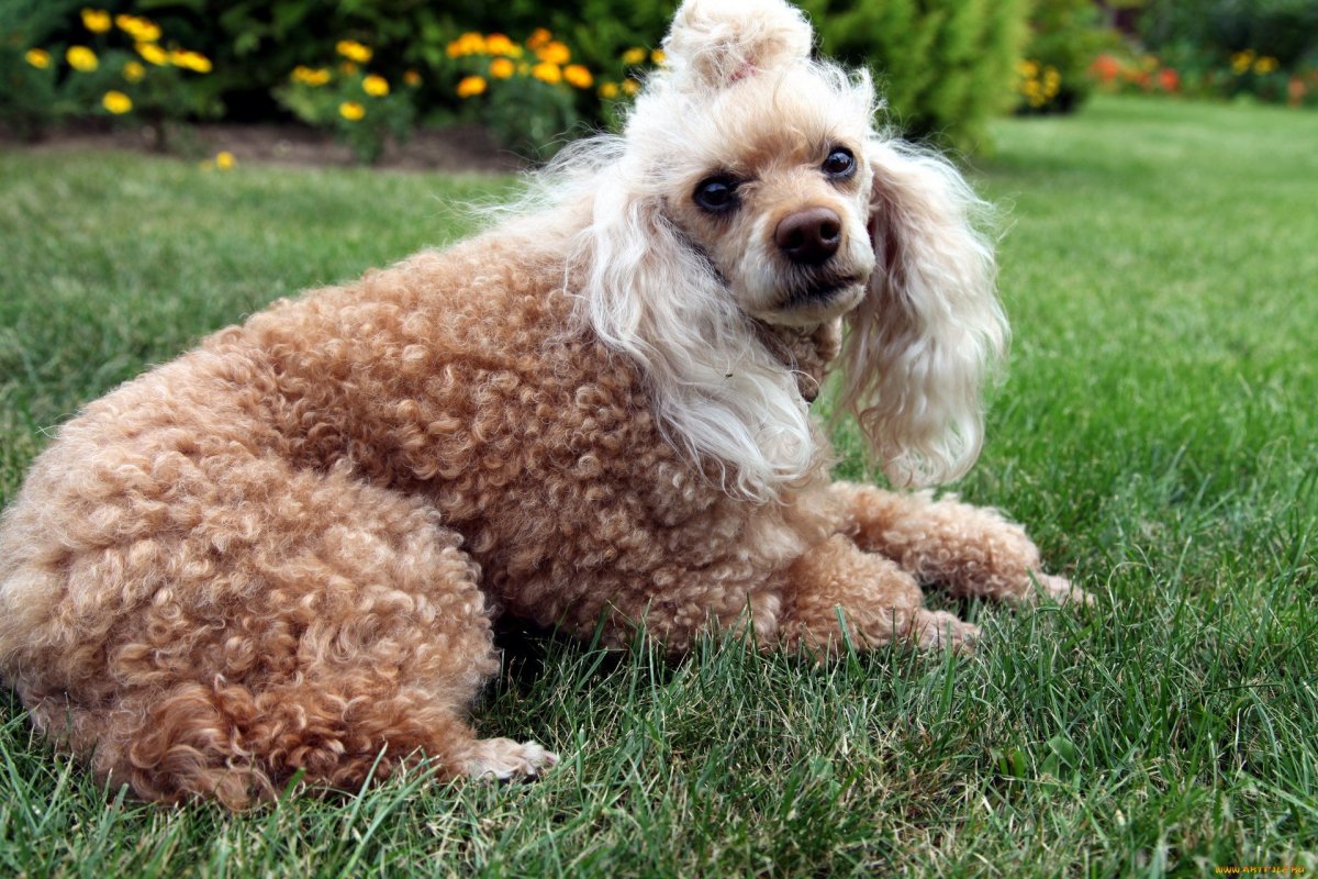 Карликовый Королевский пудель