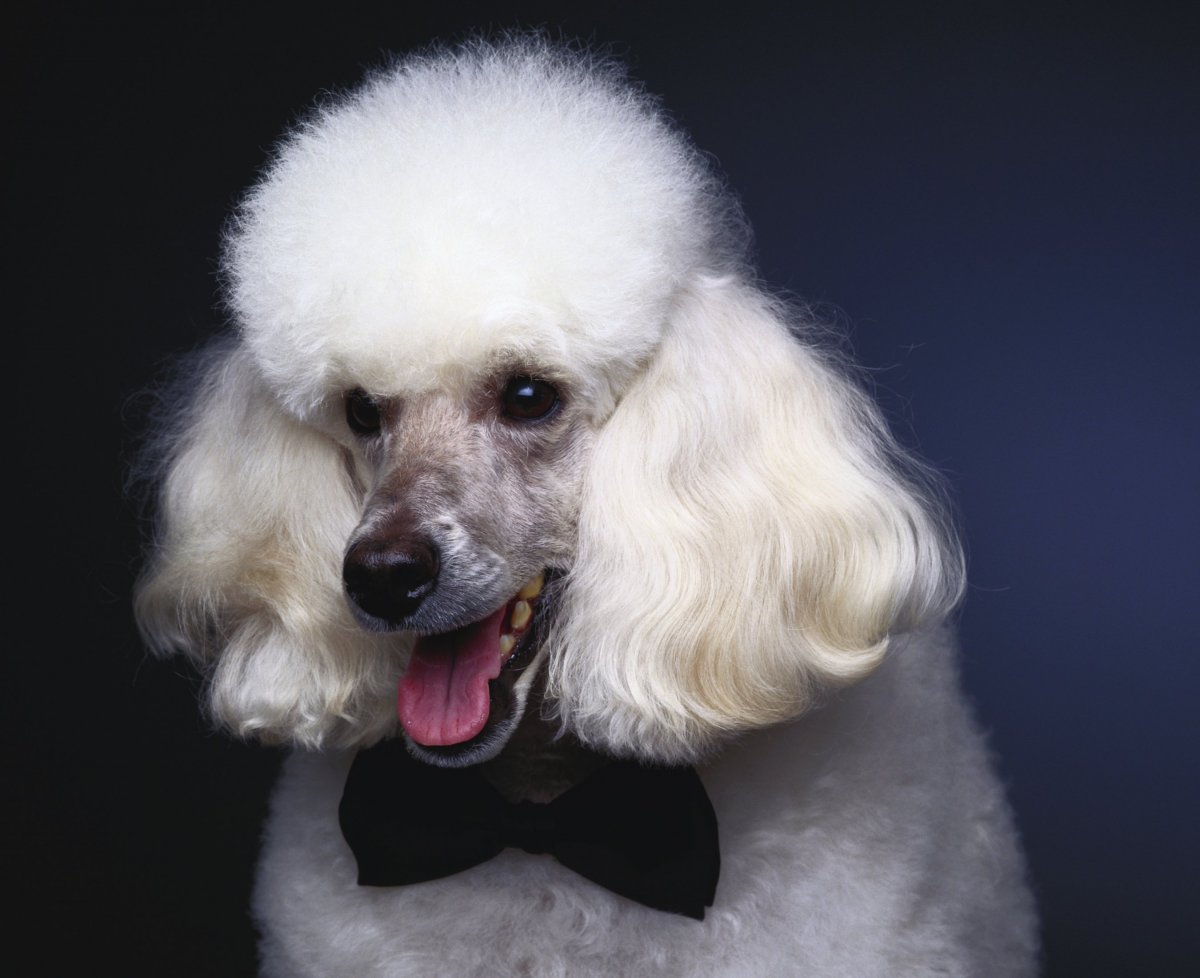 Мини пудель мальтипу