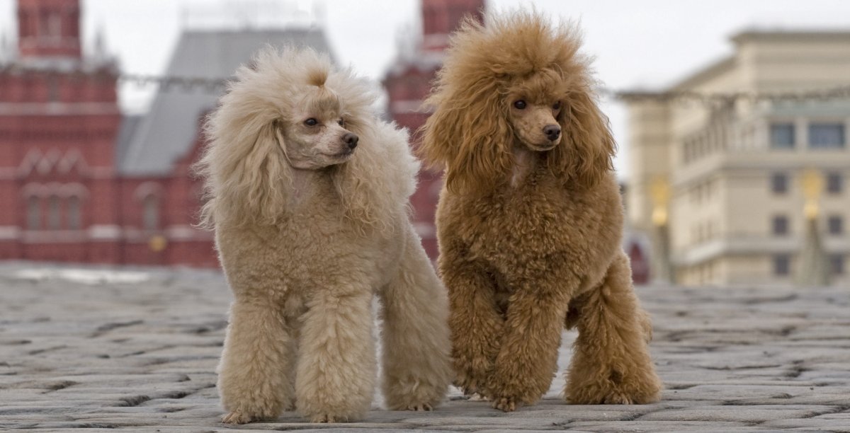 Королевский пудель