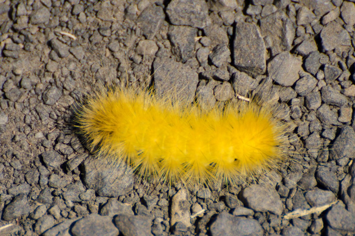 Желтая гусеница Катерпиллер