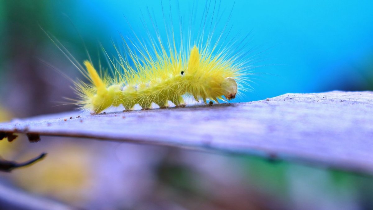 Yellow Caterpillar гусеница