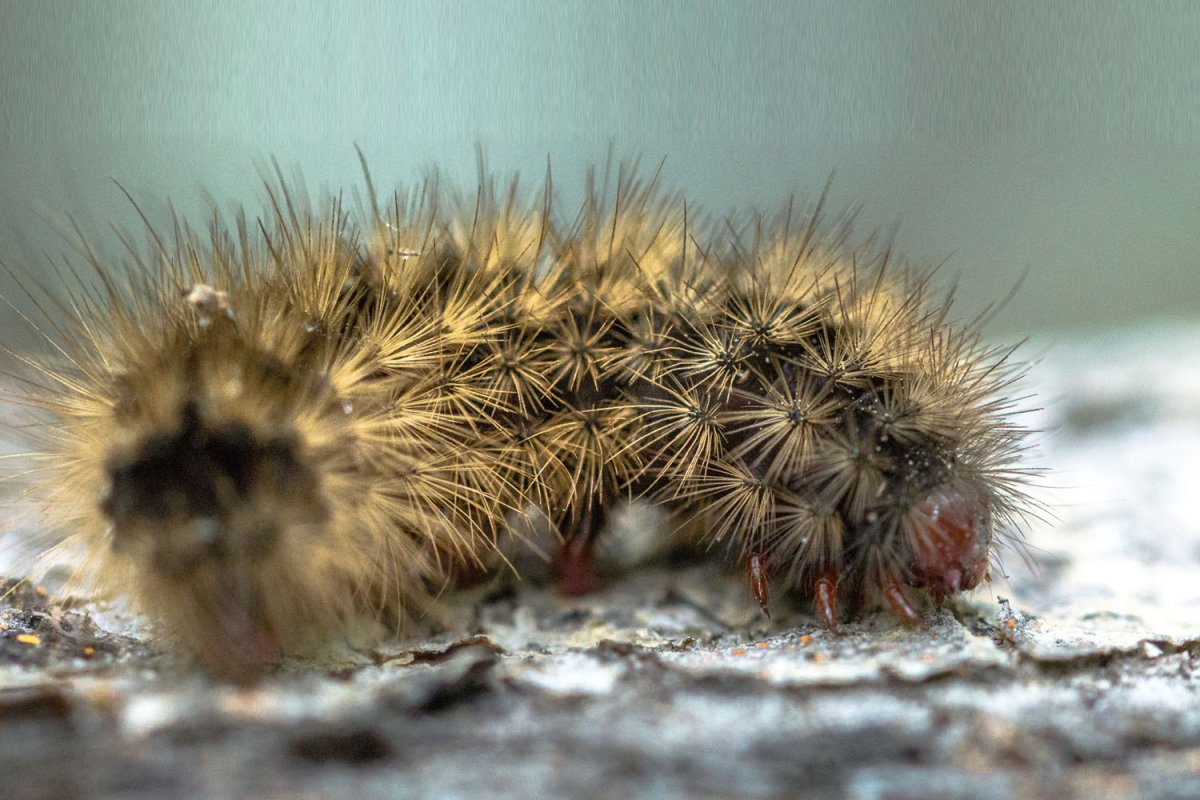 Гусеница шерстистая медведка