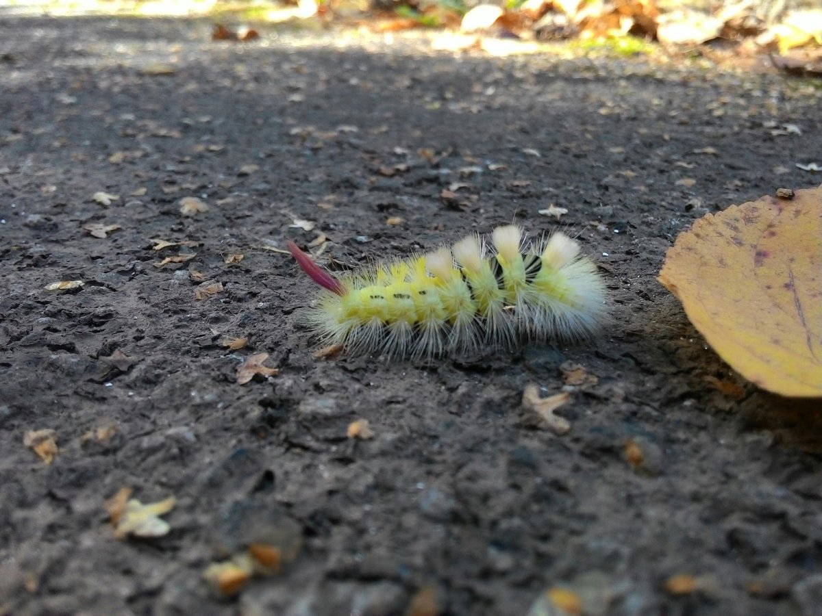 Гусеница Carthaea saturnioides гусеница