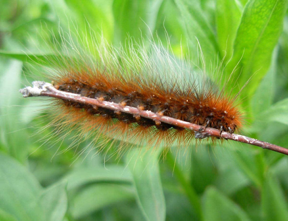 Ядовитая Гусина с волосками