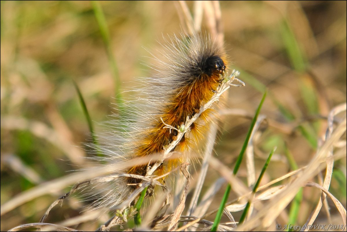 Acronicta Aceris гусеница