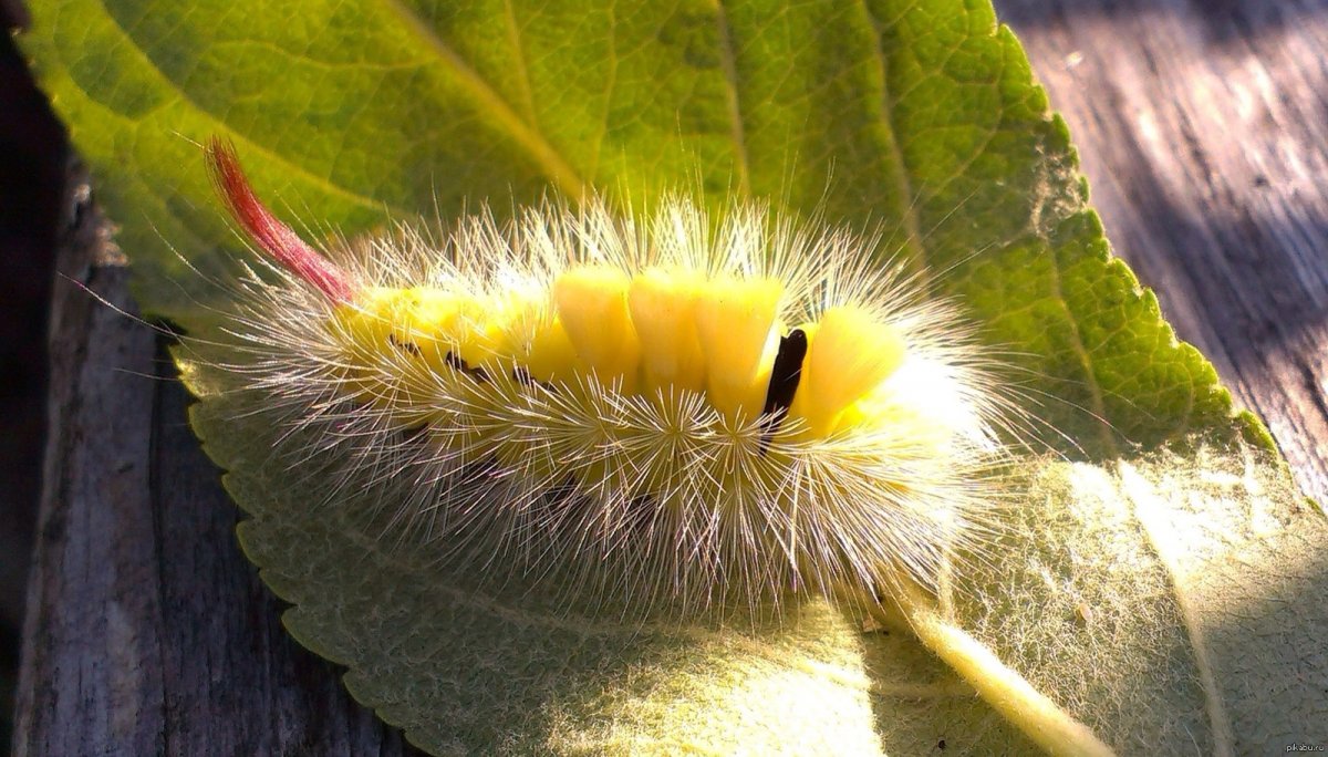Медведица деревенская гусеница