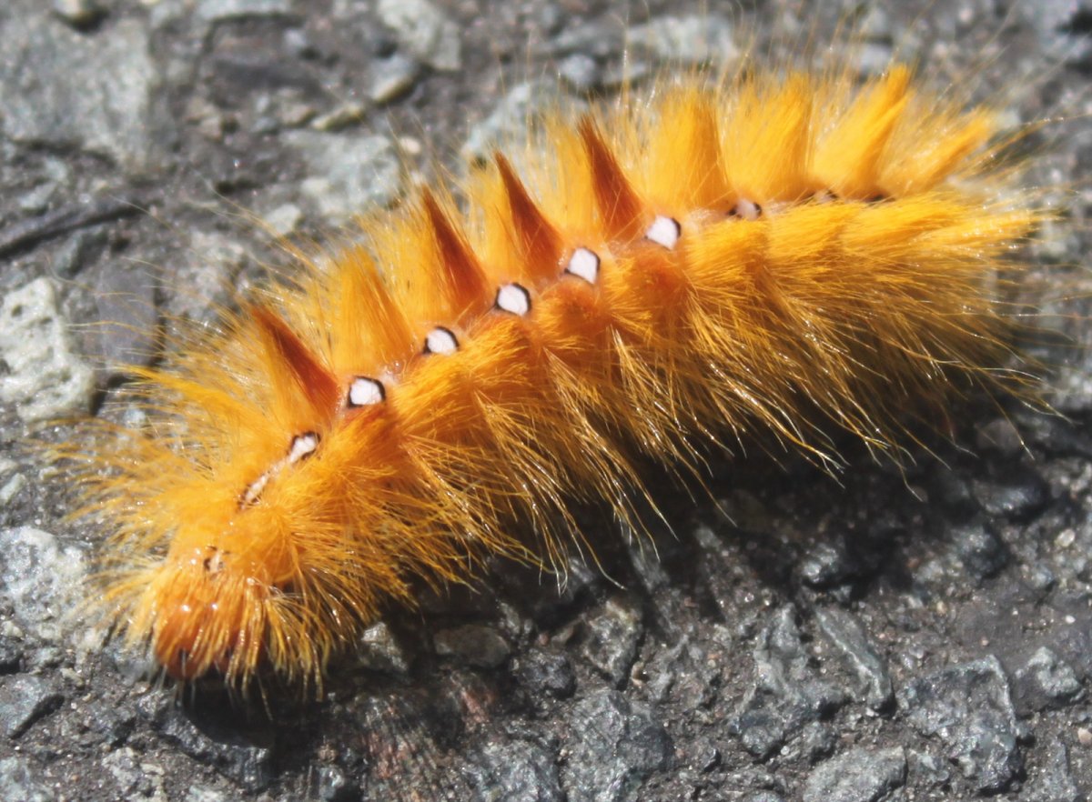 Ярко желтая пушистая гусеница