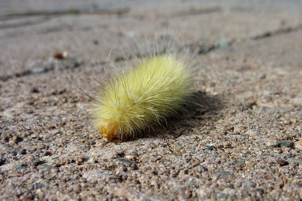 Желтая гусеница Катерпиллер