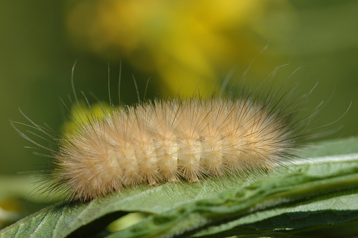 Гусеница мохнатая Лесная