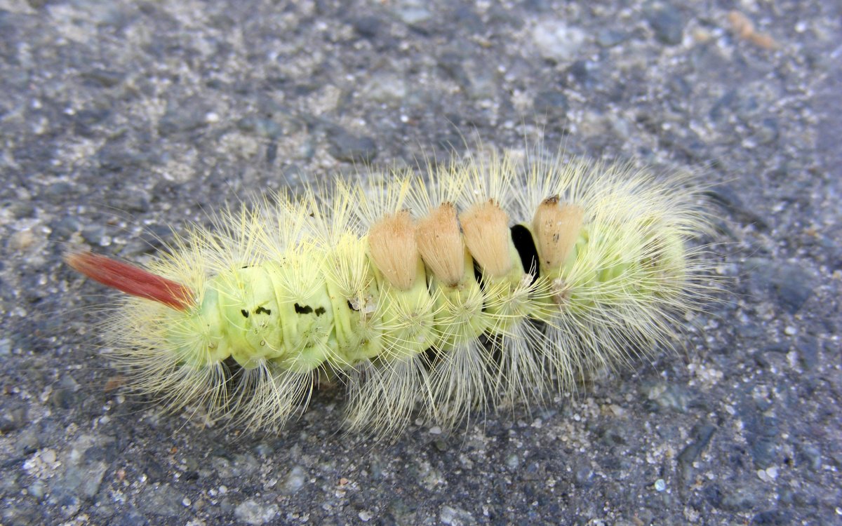 Ядовитая гусеница мохнатая