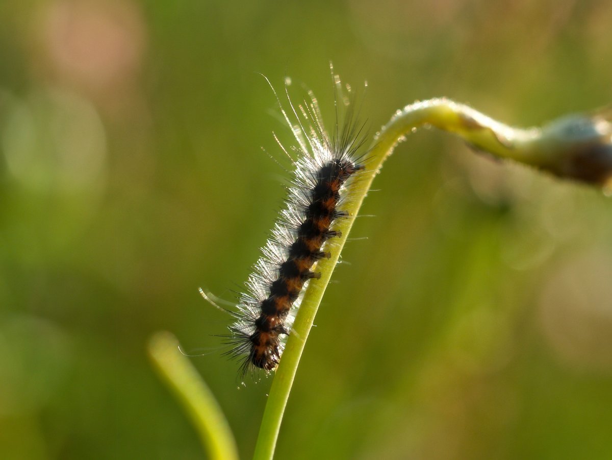 Гусеница медведка мохнатая