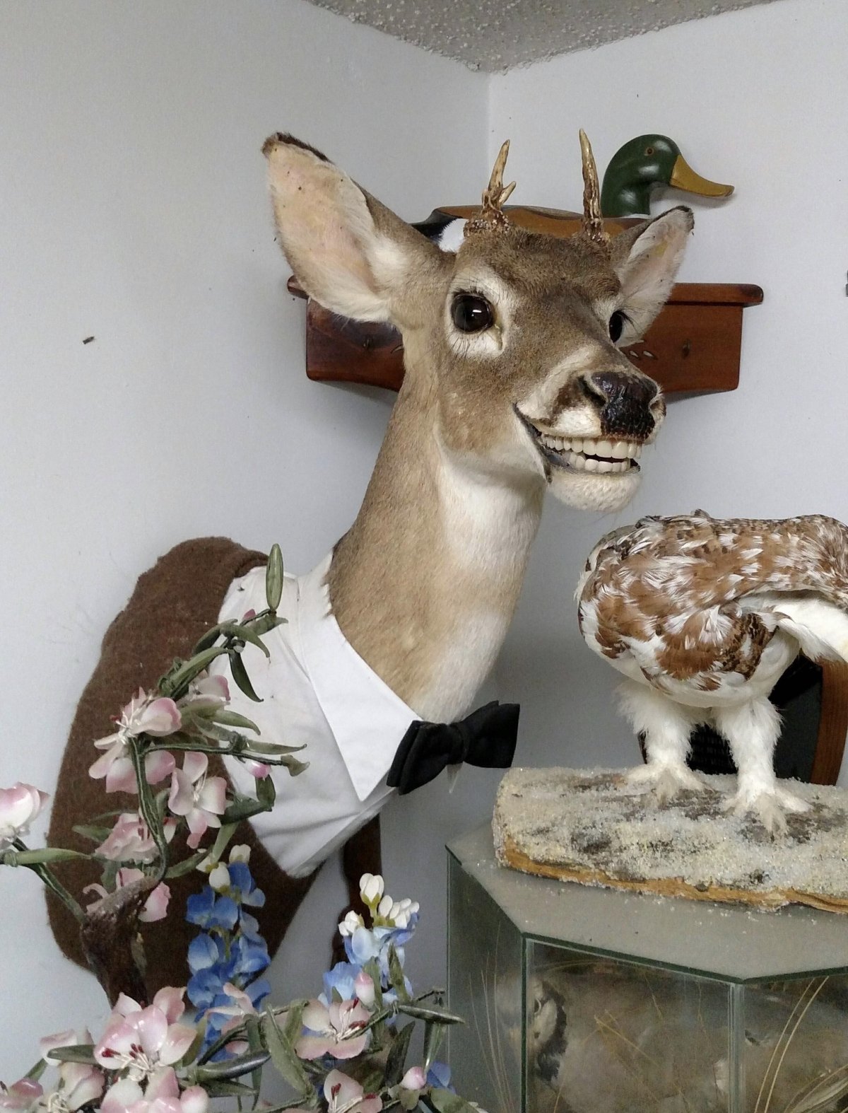 Чучело Грипсхольмского Льва