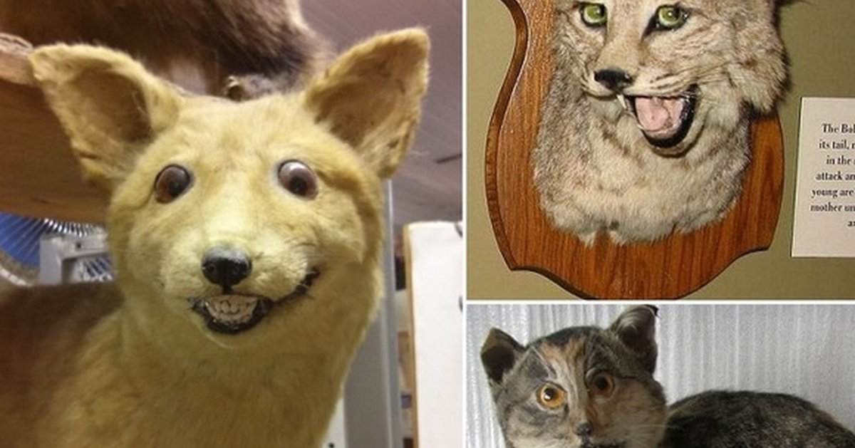 Неудачные чучела животных