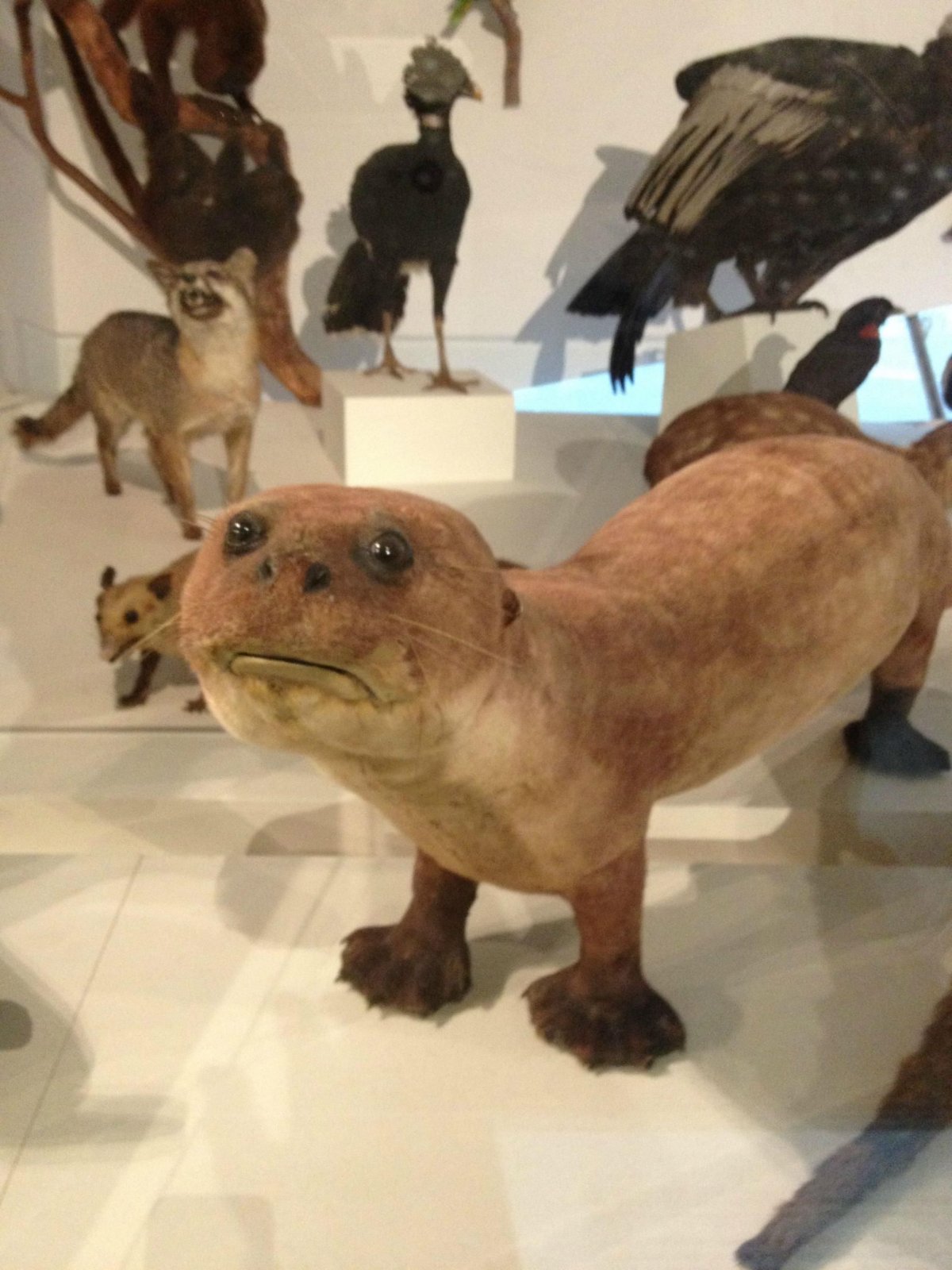 Страшные чучела животных