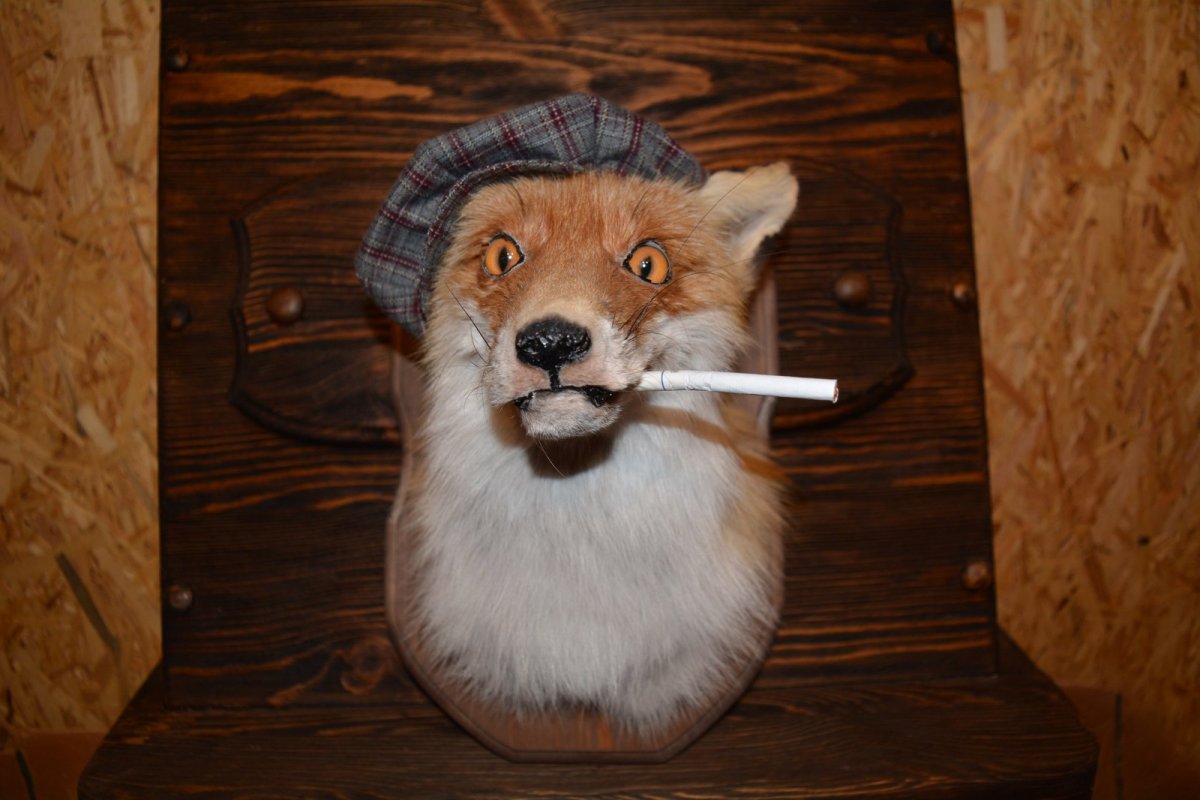 Таксидермист Митин Сергей