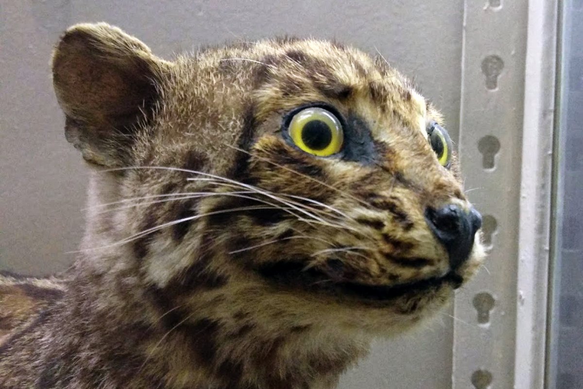 Ипатьевский монастырь чучело волка