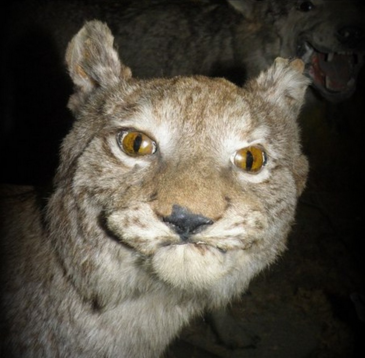 Страшные чучела животных