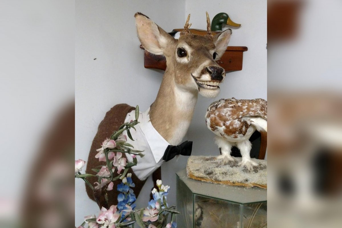 Неудачные чучела животных