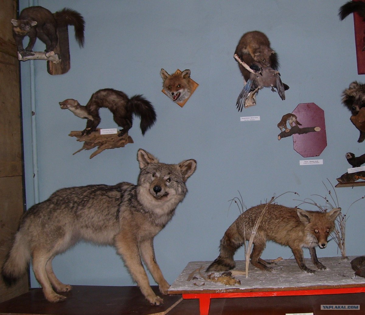 Смешное чучело Льва