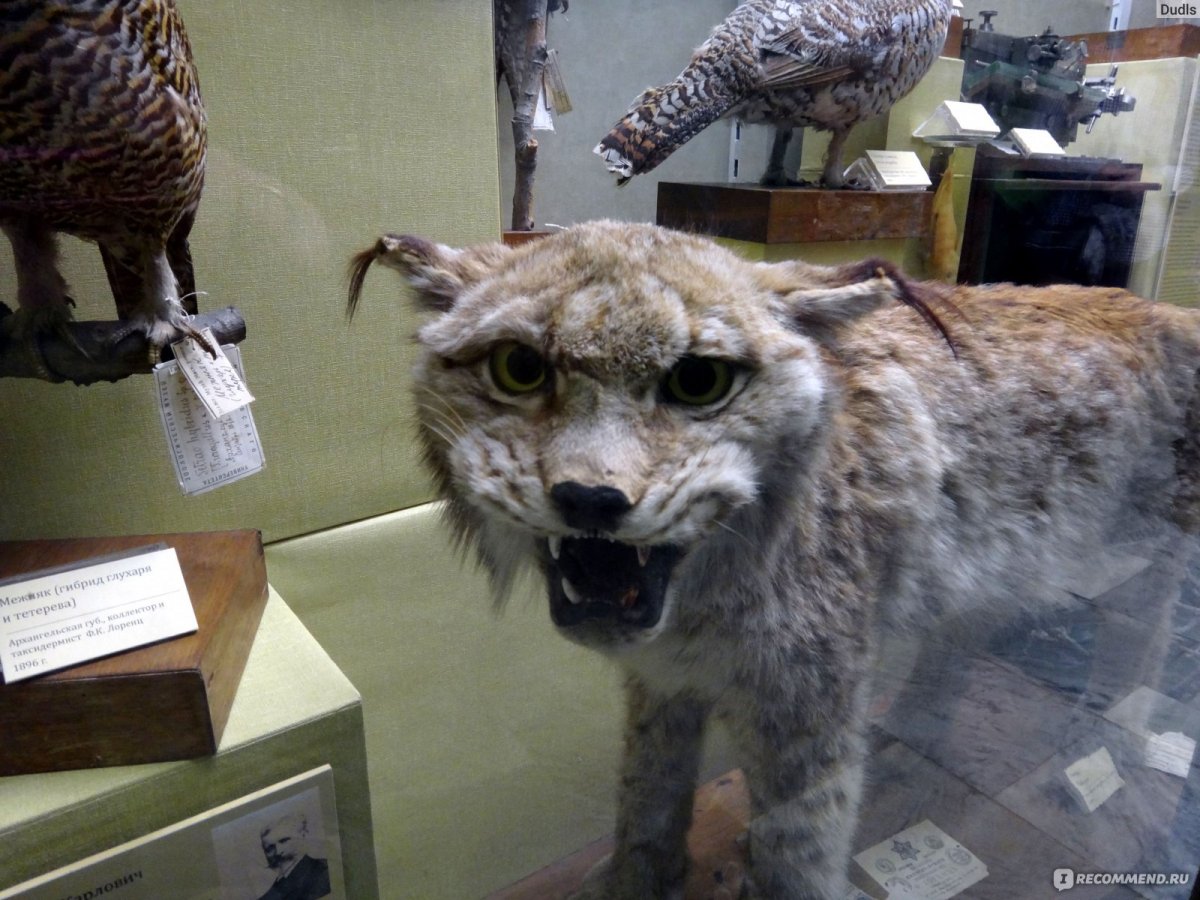 Маттео Гарроне таксидермист