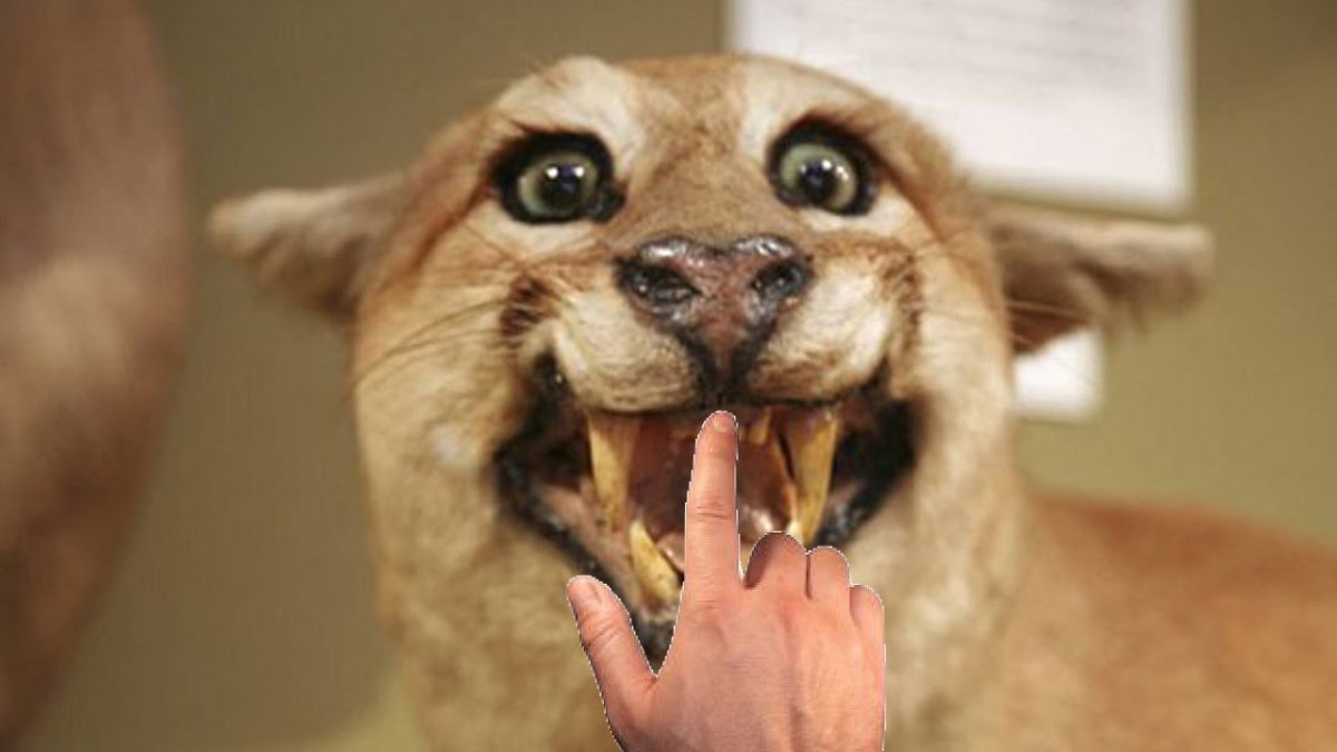 Чучело тигра смешное