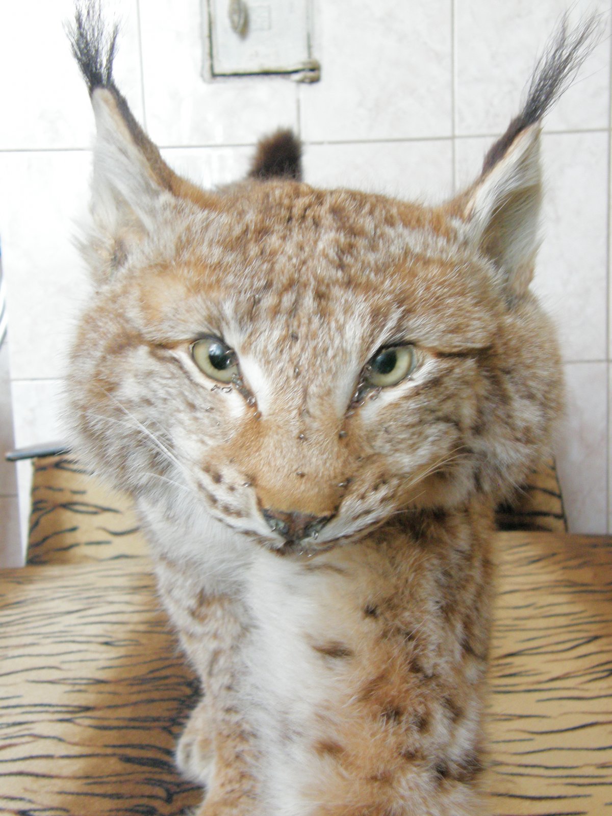 Чучело Барса