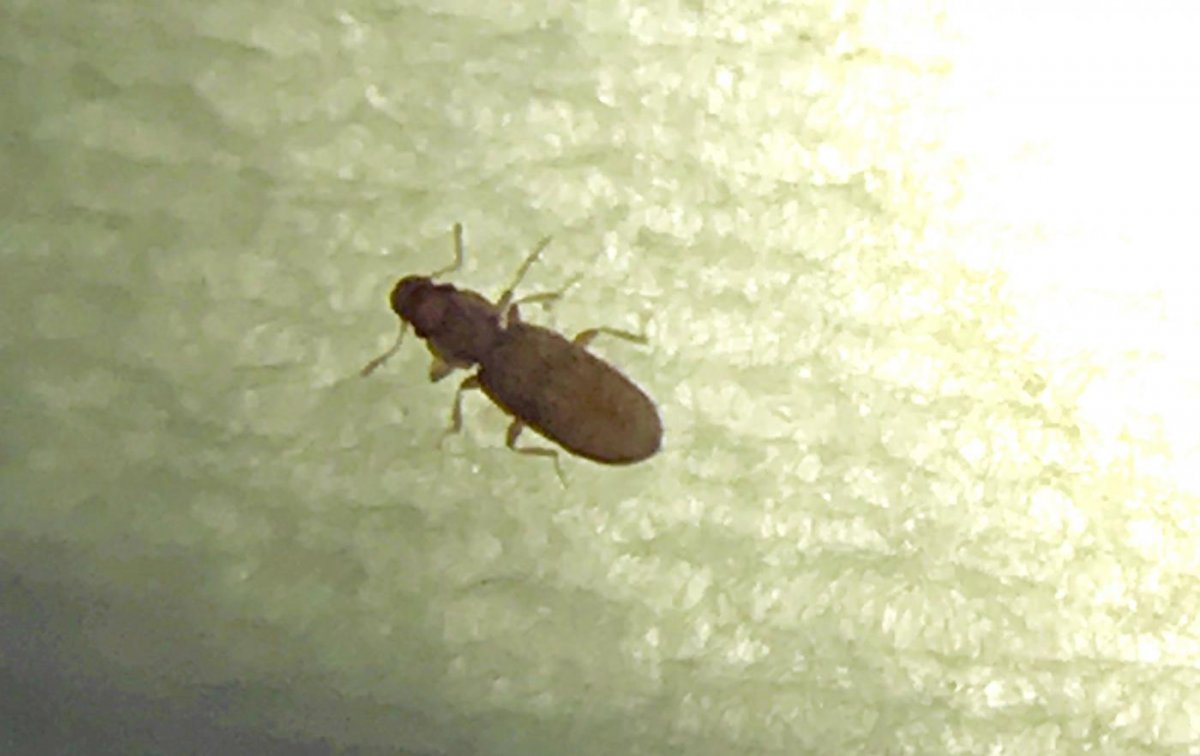 Жук кожеед коричневый