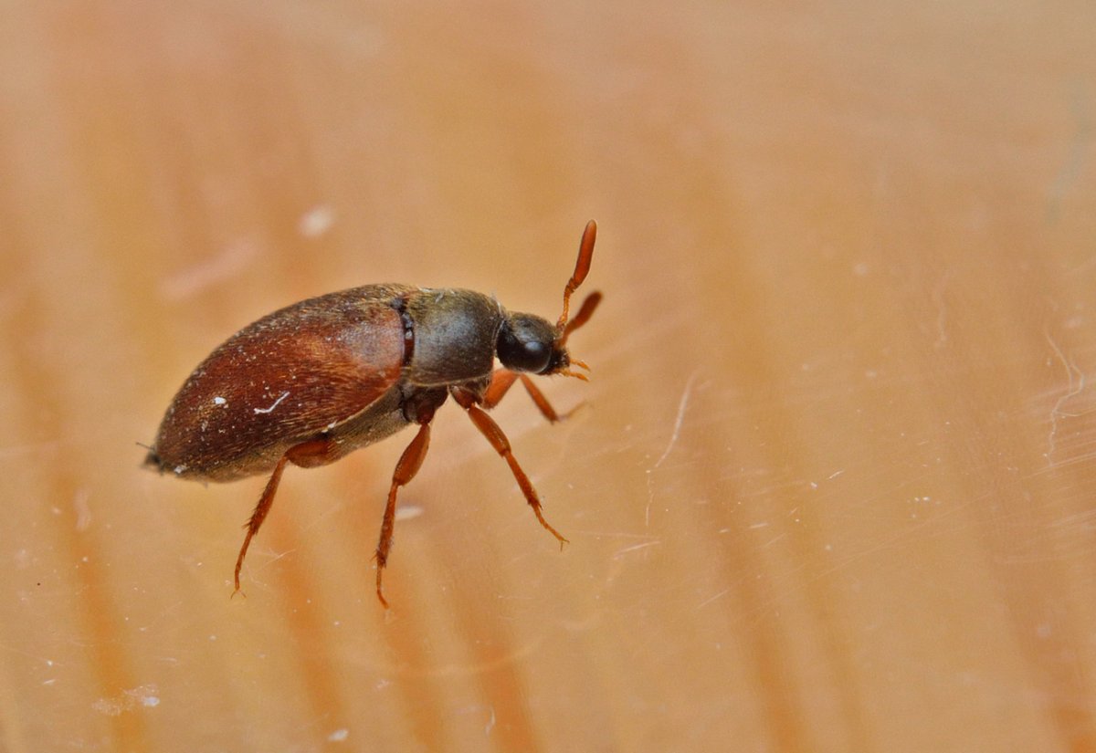 Жук кожеед экскременты