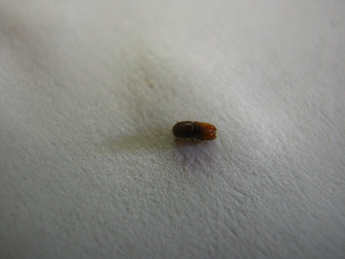 Кожеед дезинсекция