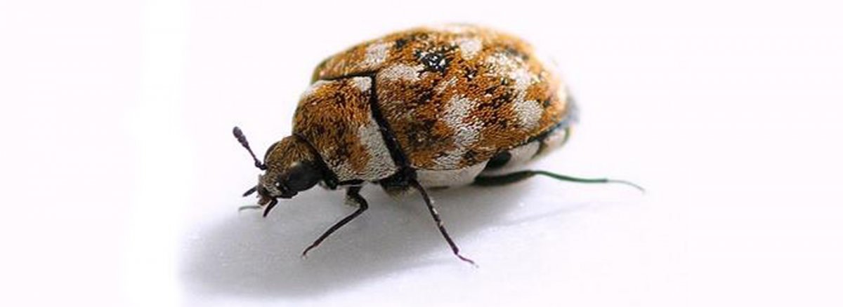 Ковровый Жук кожеед