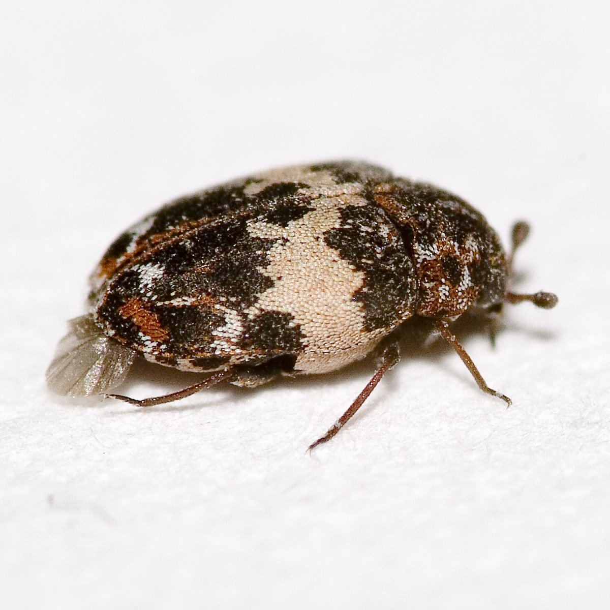 Жук кожеед подоконный