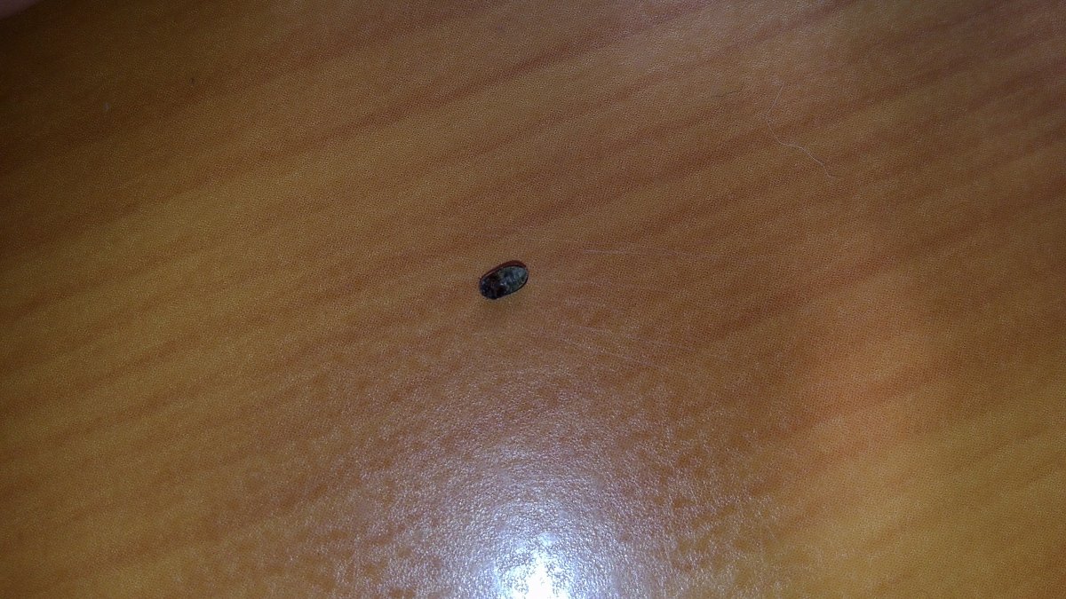 Маленькие черные жучки кожееды