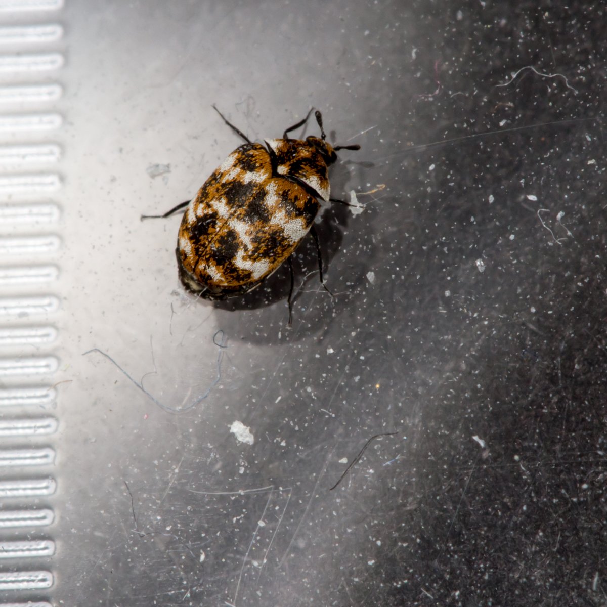 Жук кожеед подоконный