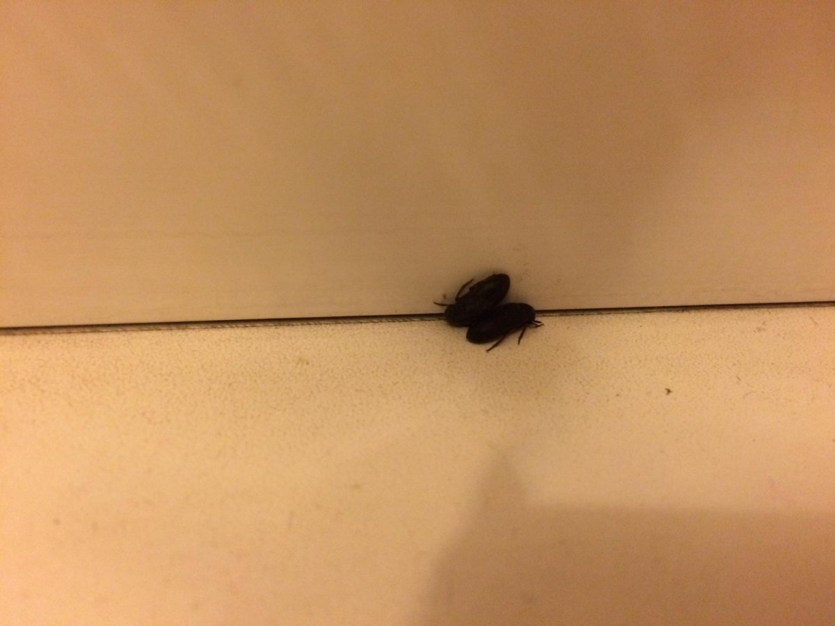 Ковровый Жук кожеед