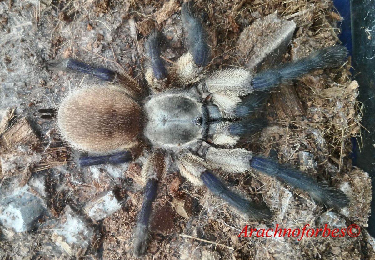 Мегарахна паук