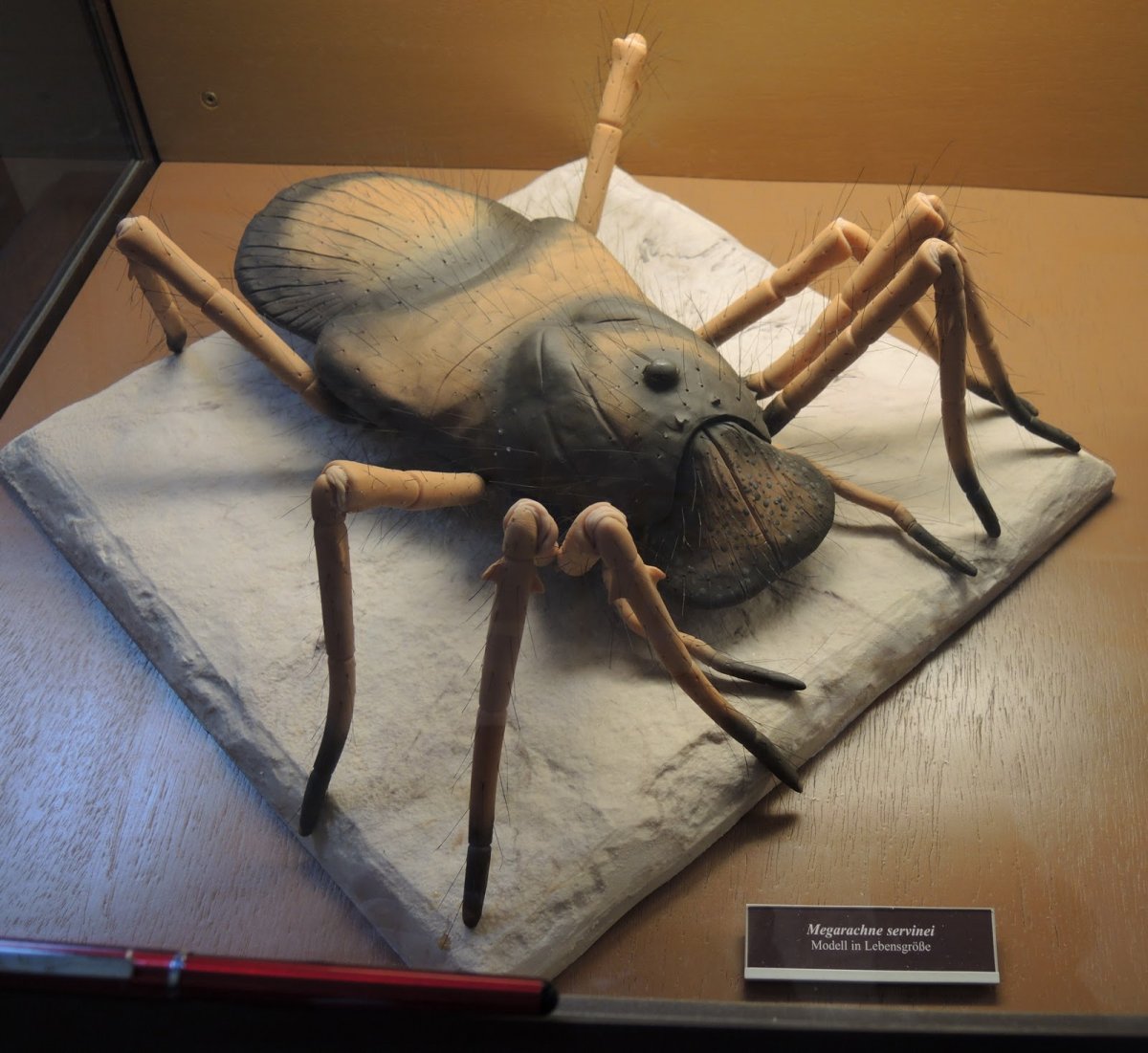 Паук-птицеед балфори Monocentropus balfouri