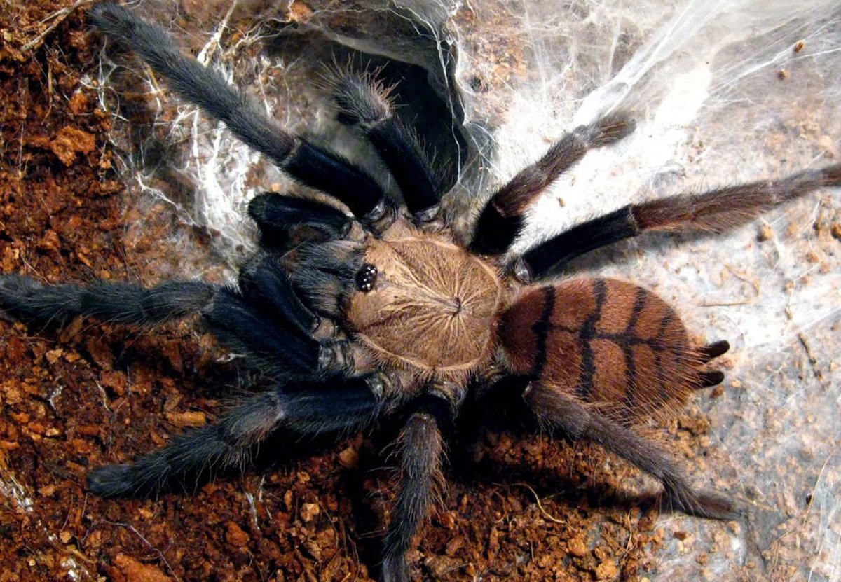 Древние пауки Арахниды