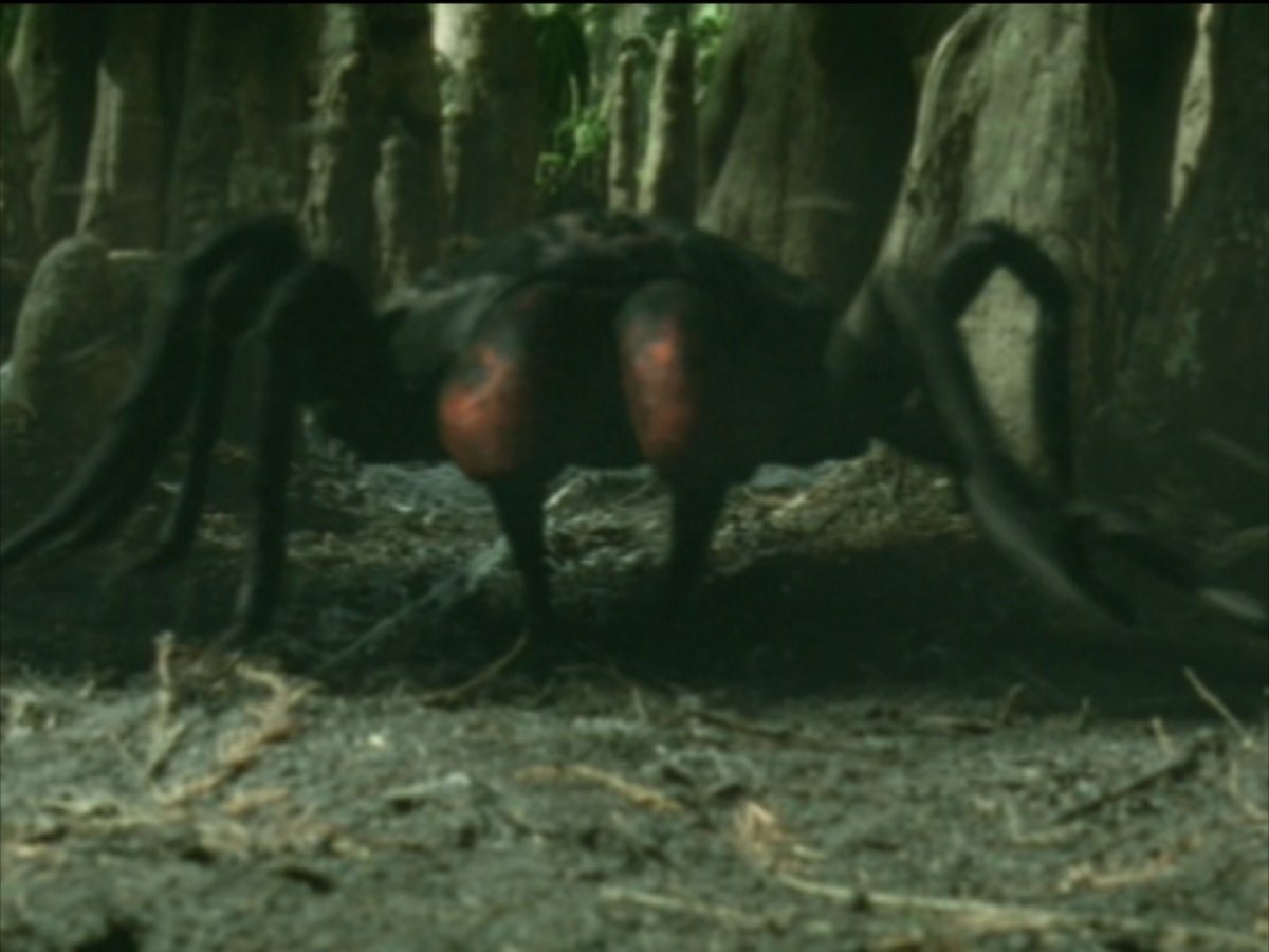 Цербал Аравийский паук