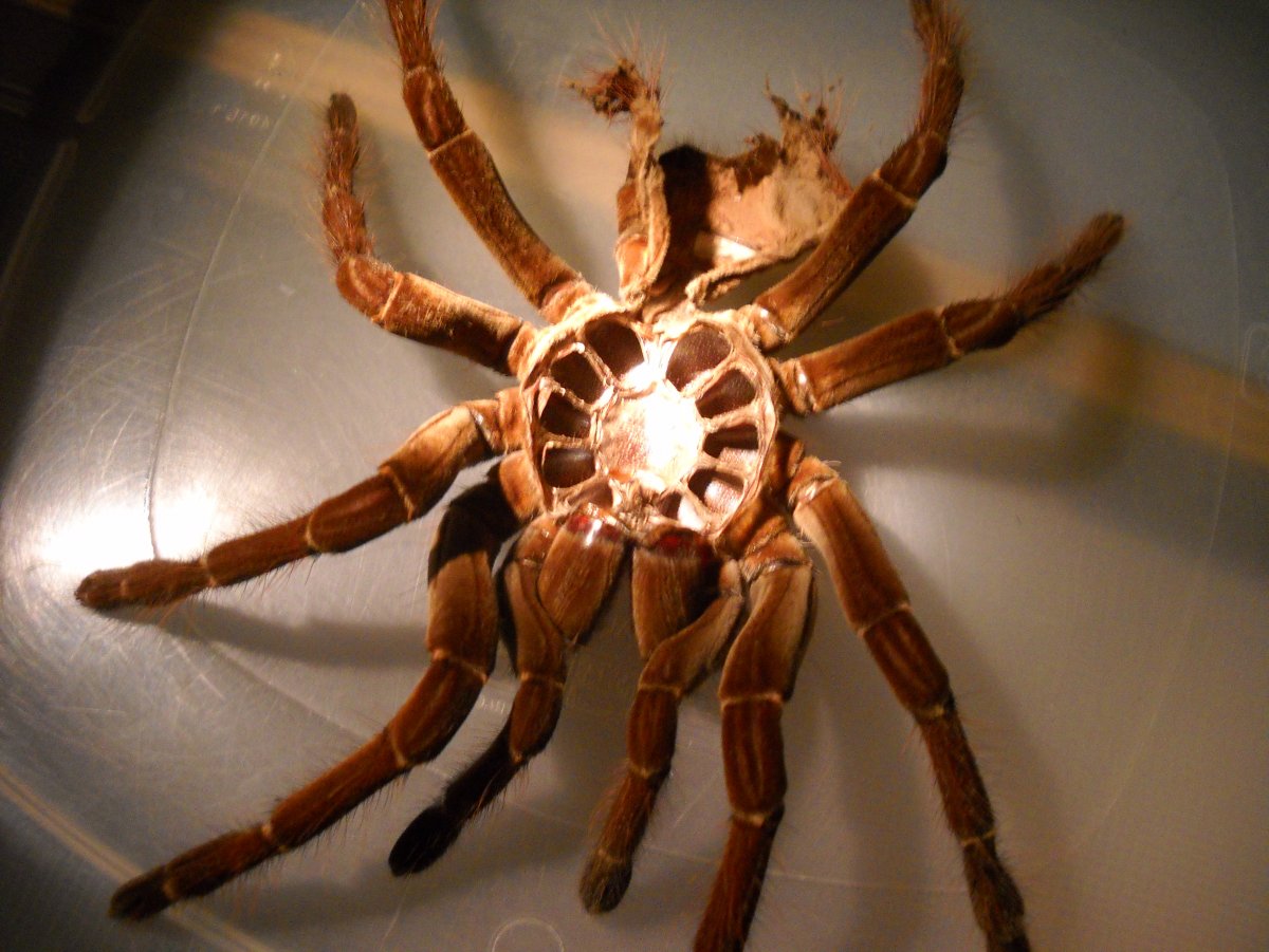 Древние пауки Арахниды