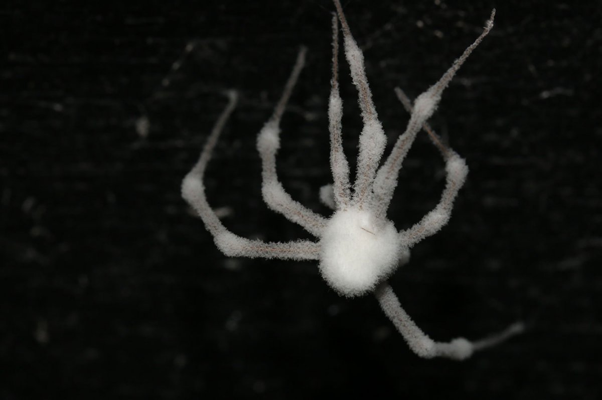 "Зомби" паук, который был заражен грибом кордицепс