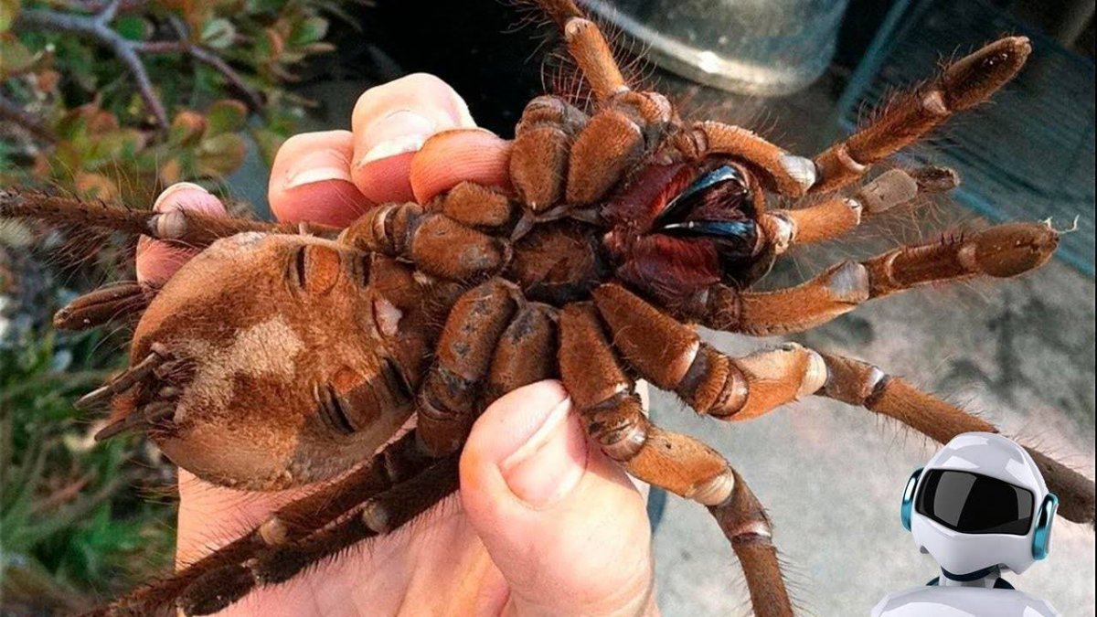 Гигантский паук