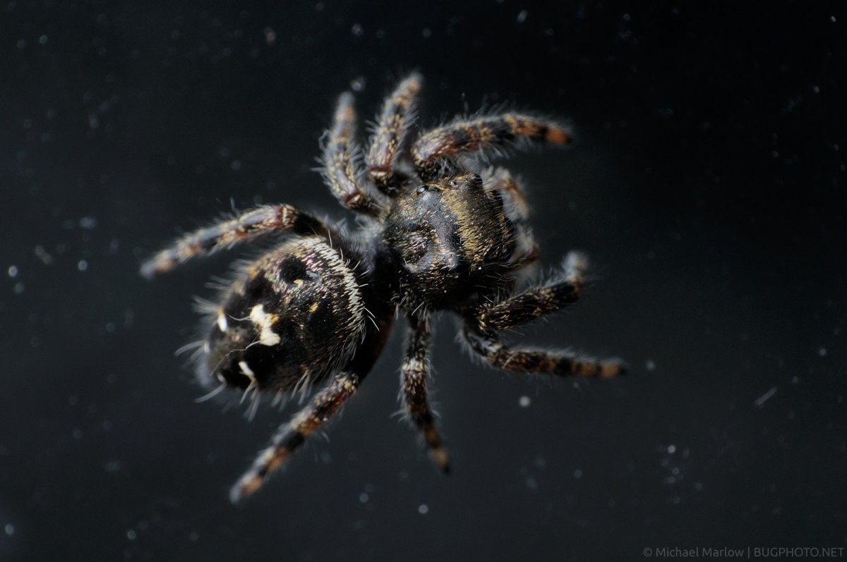 Гигантский Фрин